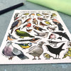Alexia Claire | Garden Birds of Britain | Postcard | Conscious Craft